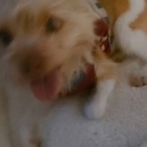 Meet your Posher, Abby